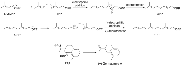Germacrene A Biosynthesis.png
