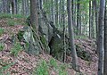 Čeština: Přírodní rezervace Getsemanka I. a II., nedaleko Rožmitálu pod Třemšínem v okrese Příbram (ČR) English: Nature reserve Getsemanka I. and II., near Rožmitál pod Třemšínem in Příbram District (Czech Republic)