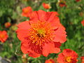 Miniatura para Geum coccineum