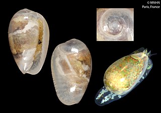 Persiculinae Subfamily of sea snails