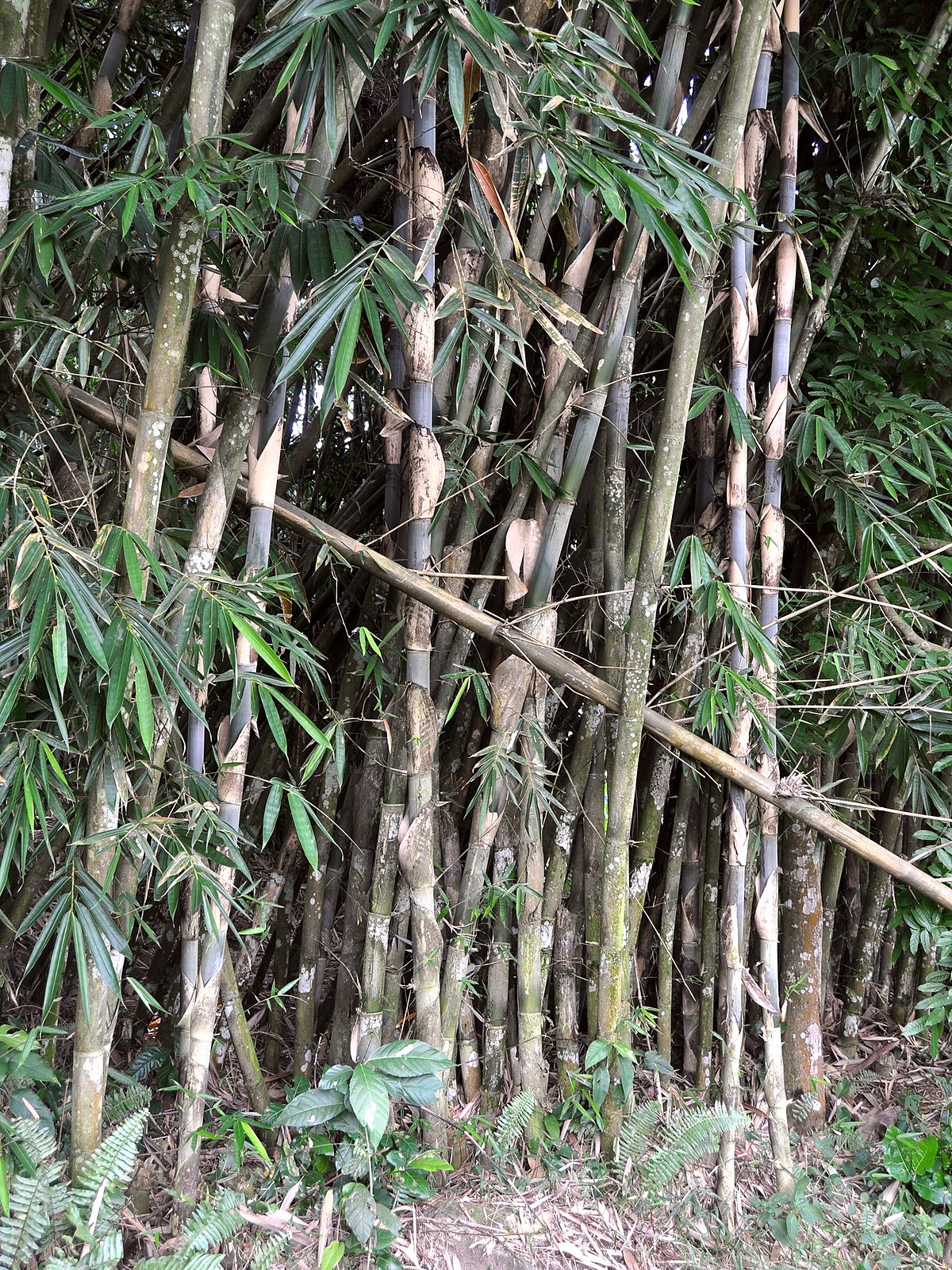 Jelaskan fungsi dari akar bambu