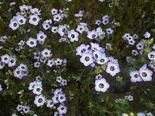 <i>Gilia tricolor</i> Species of plant