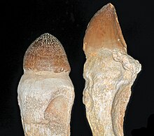 A side-by-side comparison of a typical "crushing" mosasaur tooth (left, Igdamanosaurus) and a typical "cutting" mosasaur tooth (right, Mosasaurus). Teeth of Prognathodon seem to contain characteristics of both. Globidens aegyptiacus Zdansky, 1934, Mosasaurus beaugei Arambourg, 1952 (Khouribga - Maroc) 1.JPG