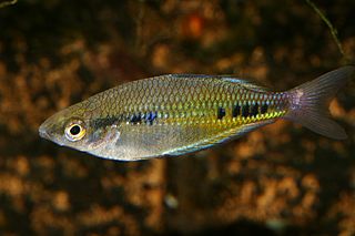 Spotted rainbowfish Species of fish