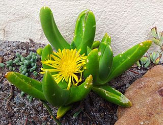 <i>Glottiphyllum regium</i> Species of succulent