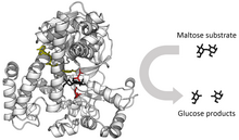 Glucosidase enzyme.png