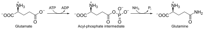 Thumbnail for File:Glutamine synthetase reaction.svg