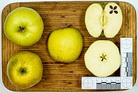 Golden Delicious (apple) jm27098.jpg