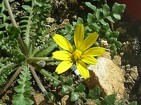 Beschreibung des Gozo Hyoseris.JPG-Bildes.