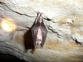 A Greater horseshoe bat in the cave