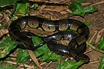Thumbnail for Grayia (snake)