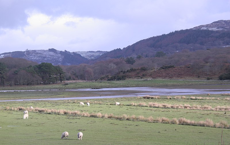 File:Grazing sheep, Ynys-hir - geograph.org.uk - 1726638.jpg