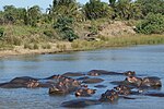 Miniatura per Parc dels aiguamolls del iSimangaliso