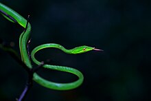 Green Vine Snake by Geoish.jpg