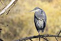 * Nomination A grey heron (Ardea cinerea) perched on a branch in parc Georges-Valbon, France. --Alexis Lours 09:26, 29 November 2023 (UTC) * Promotion  Support Good quality. --Poco a poco 20:14, 29 November 2023 (UTC)