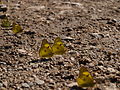 A group of yellow butterflies