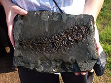 Häufigste Fundstücke sind fossile Fische wie dieser Cyclurus kehreri