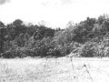 View of grassy plain from U.S. Marine positions near Edson's Ridge across which the Japanese 1st Battalion, 124th Infantry delivered an attack during the battle on Sept 13, 1942, on Guadalcanal.