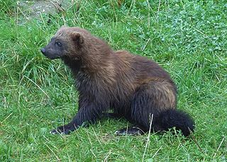 Wolverine Species of the family Mustelidae