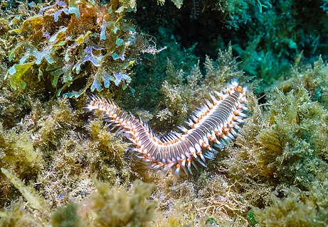 Bearded fireworm (Hermodice carunculata), Garajau Marine Nature Reserve, Madeira, Portugal.