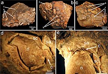 Gut contents Gut content of Isaberrysaura mollensis.jpg