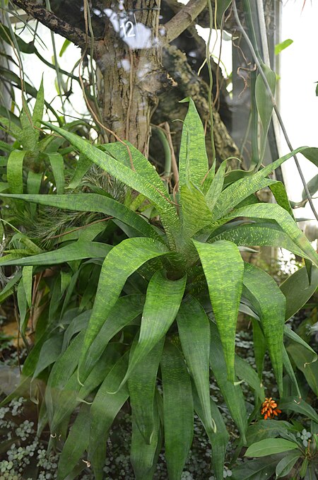 Guzmania_subcorymbosa