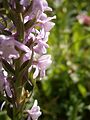 Gymnadenia conopsea inflorescence