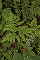 Gymnocarpium dryopteris