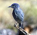 Pinyon jay