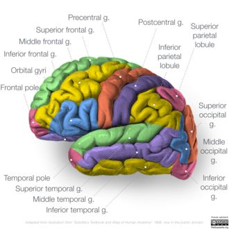 Diagram of gyri of brain viewed on lateral hemisphere. Occipital gyri shown lower right. Gyri of lateral cortex.png