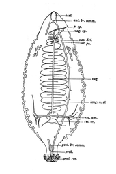 Platyhelminthes clase cestoda Platelminți