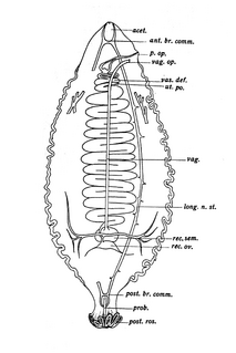 Gyrocotylidea order of worms