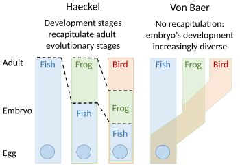 Embryology theories of Ernst Haeckel, who argued for recapitulation of evolutionary development in the embryo, and Karl Ernst von Baer's epigenesis Haeckel vs von Baer.svg