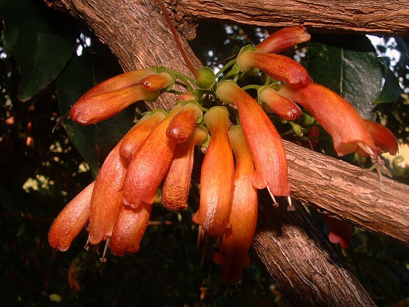 File:Halleria lucida TreeFuschia flowers 4.JPG