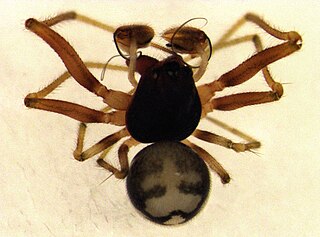 <i>Hanea</i> Genus of spiders