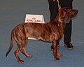 Hanoverian Scenthound, red brindle