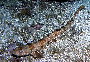 Puff adder dogfish (H. edwardsii)