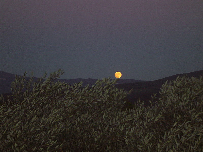 File:Harvest moon over olive trees near Roaix.jpg