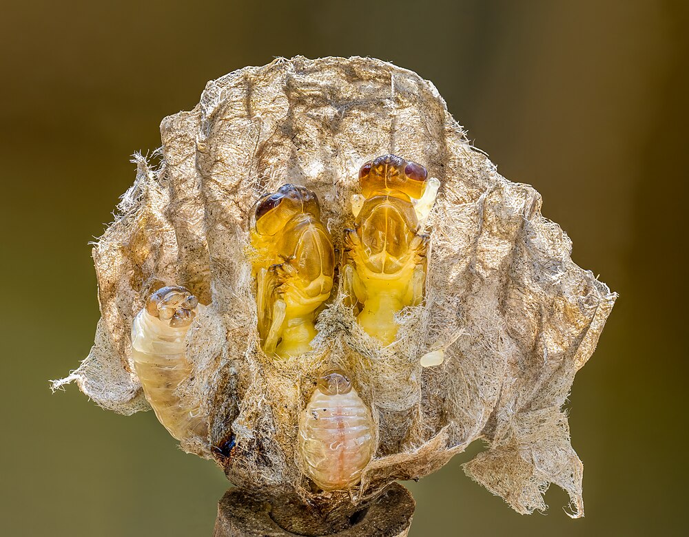 :File:Haus-Feldwespe (Polistes dominula) Nest focus stack-20230607-RM-121713.jpg