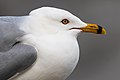 * Nomination Head of the ring-billed gull (Larus delawarensis)--Maksimsokolov 03:32, 25 April 2021 (UTC) * Promotion Good quality. --XRay 03:41, 25 April 2021 (UTC)