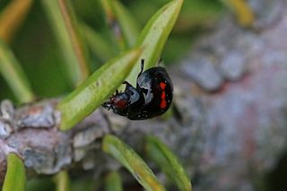 <i>Chilocorus bipustulatus</i> species of beetle