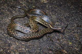 <i>Hebius boulengeri</i> Species of snake