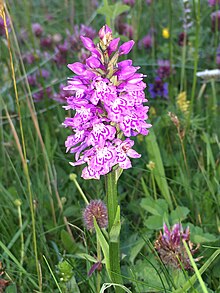 Hebridean spotted orchid