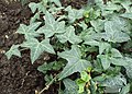 Hedera helix 'Konstanz'