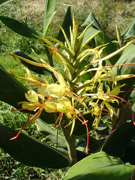 File:Hedychium gardnerianum 0.jpg