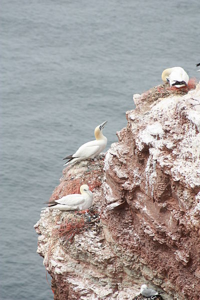 File:Helgoland June 2009 20090628 053.JPG