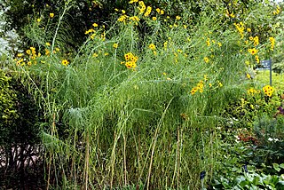 <i>Helianthus salicifolius</i> Species of sunflower