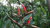 Heliconia metallica.jpg