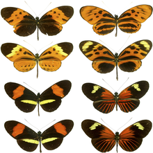 The butterfly genus Heliconius contains some species that are extremely difficult to tell apart. Heliconius mimicry.png