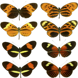 <span class="mw-page-title-main">Heliconiinae</span> Subfamily of butterfly family Nymphalidae